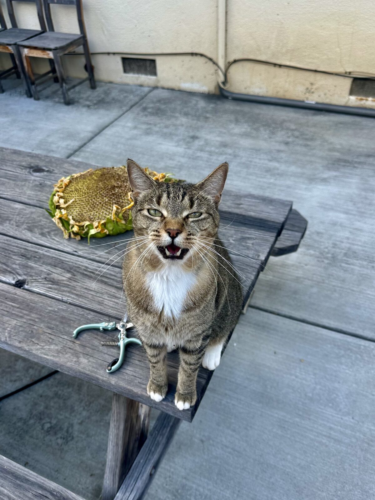 Oyster sitting outdoors on a wooden picnic table, showing his white chest and white front paws